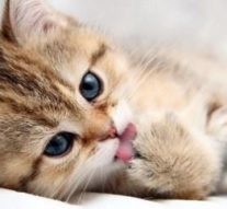 Как приучить кота к лотку