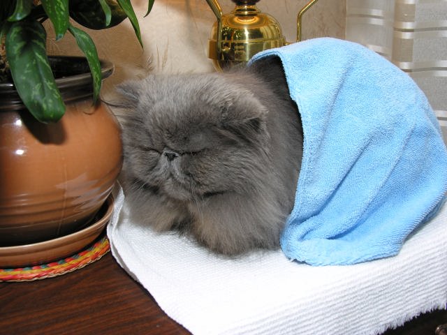 купание кота