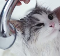 Купание взрослого кота