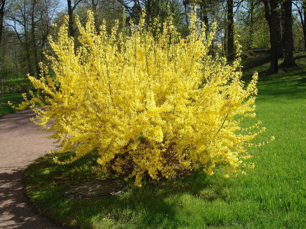 mimoza
